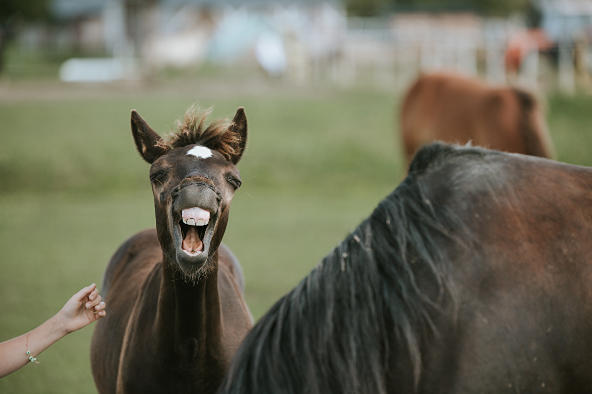 Stajnia Happy Hoof - zdjęcie 9