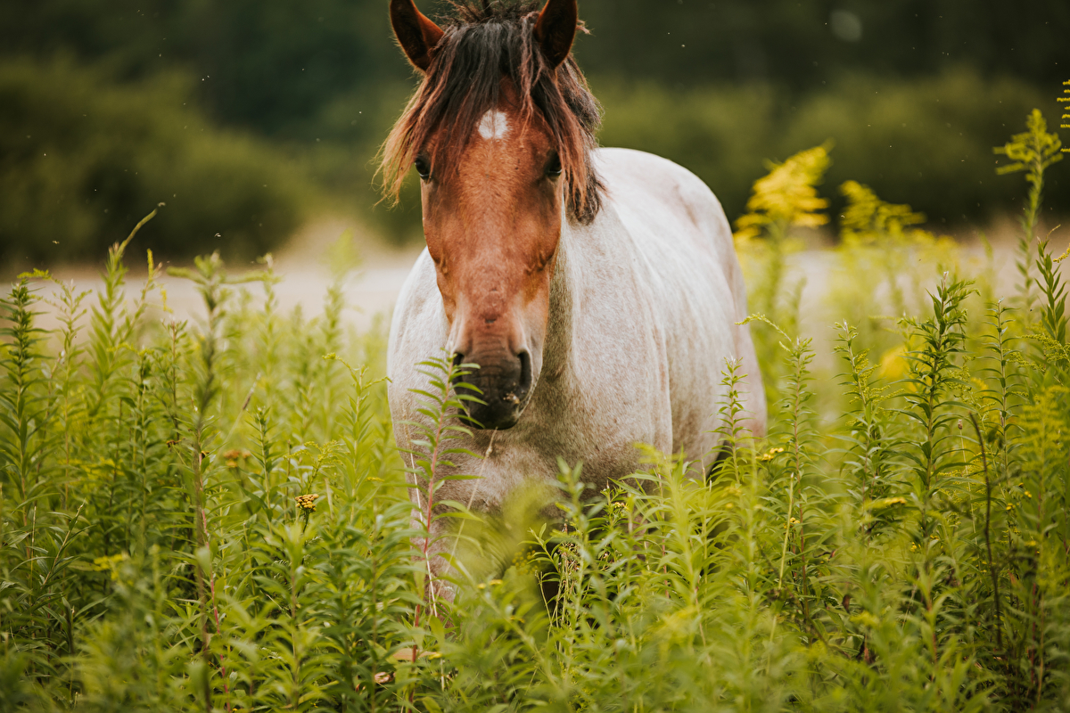 Stajnia Happy Hoof - zdjęcie 16
