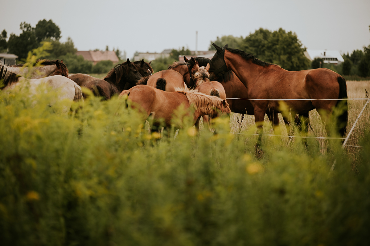 Stajnia Happy Hoof - zdjęcie 20