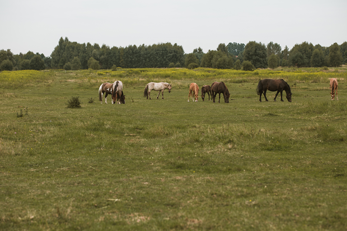 Stajnia Happy Hoof - zdjęcie 21