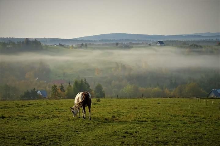 Modryna Ranczo - zdjęcie 1