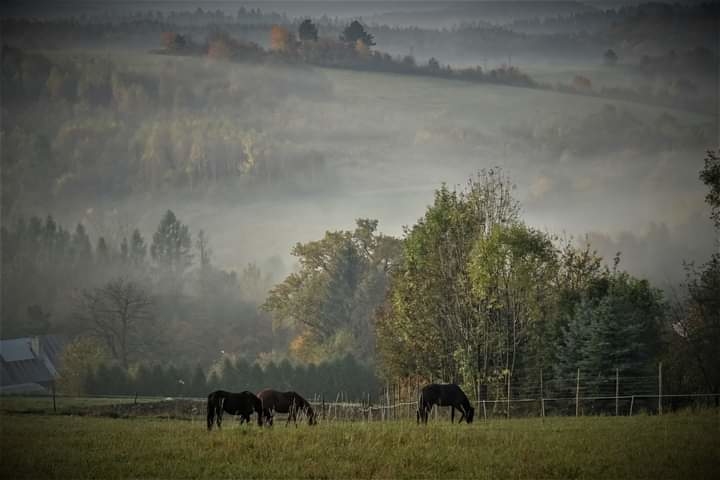 Modryna Ranczo - zdjęcie 5