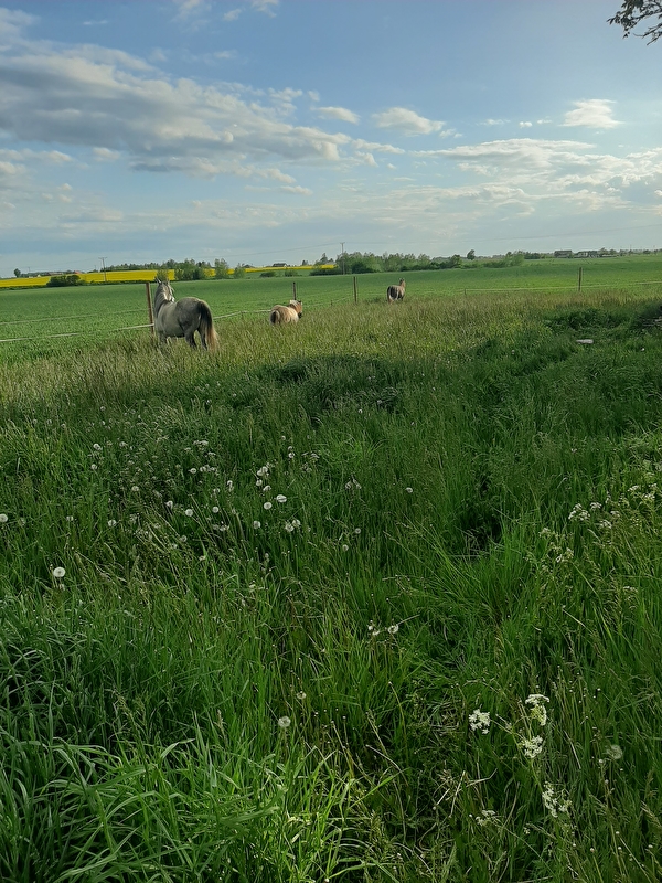 Stajnia Jaśmin - zdjęcie 1