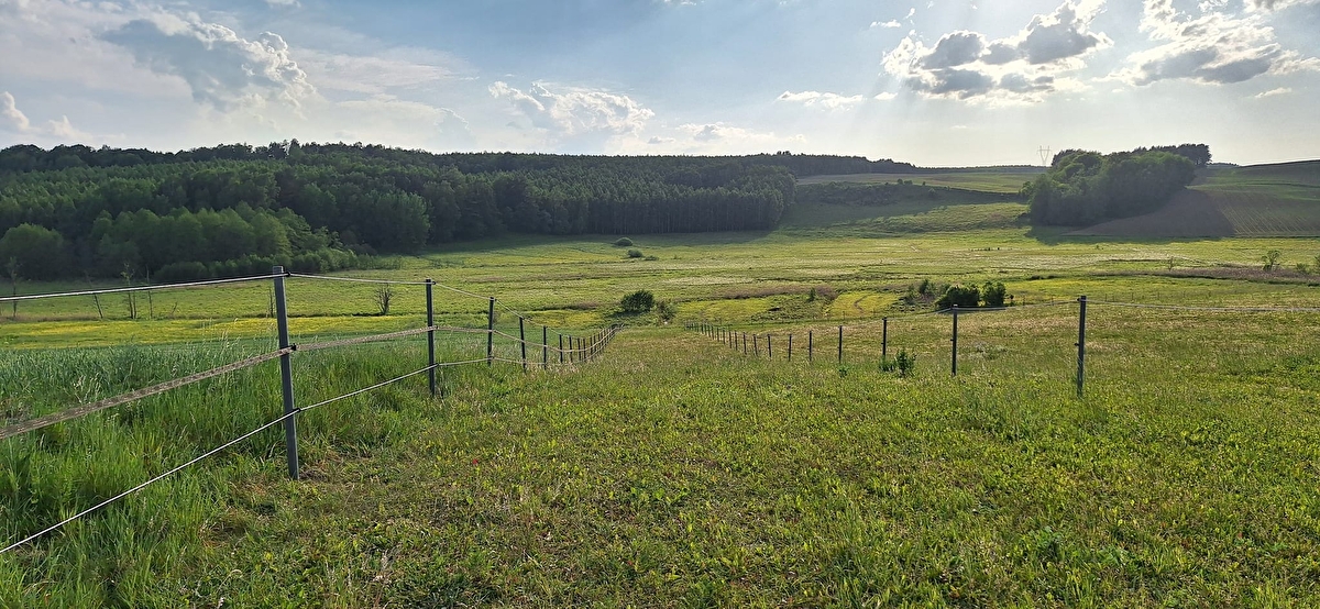 Stajnia Pepito - zdjęcie 9
