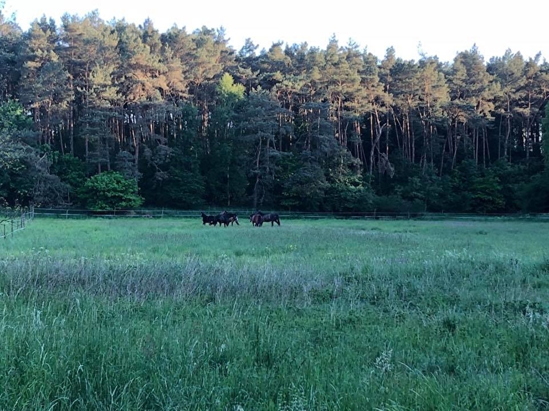 Ośrodek Jeździecki Quatro - zdjęcie 4