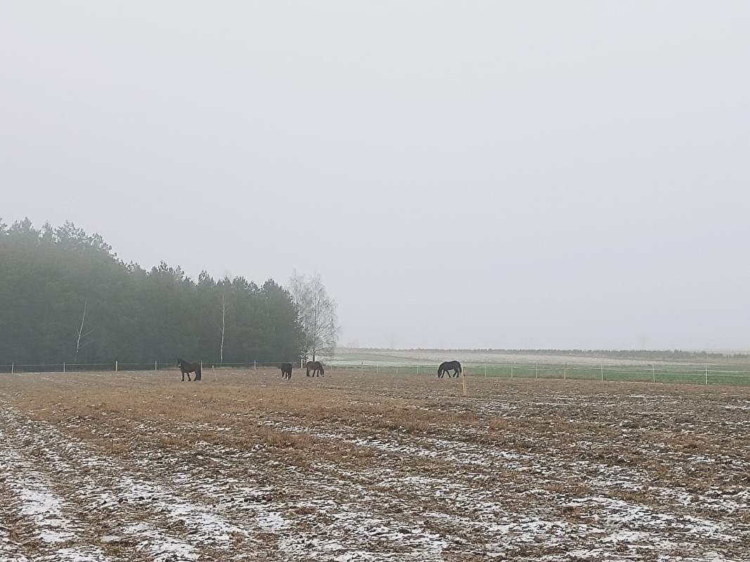 Stajnia Słoneczna - zdjęcie 3