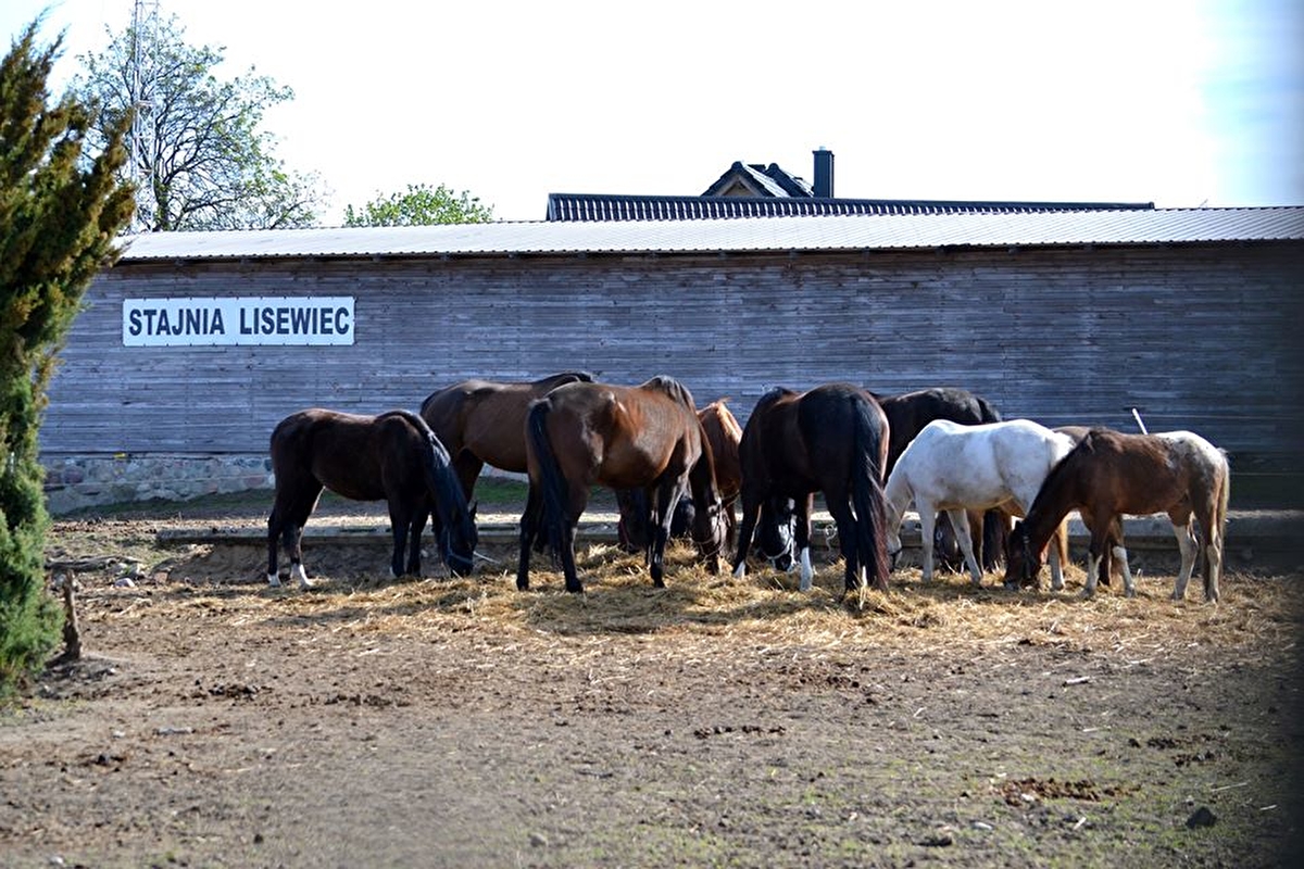 Stajnia Lisewiec - zdjęcie 3