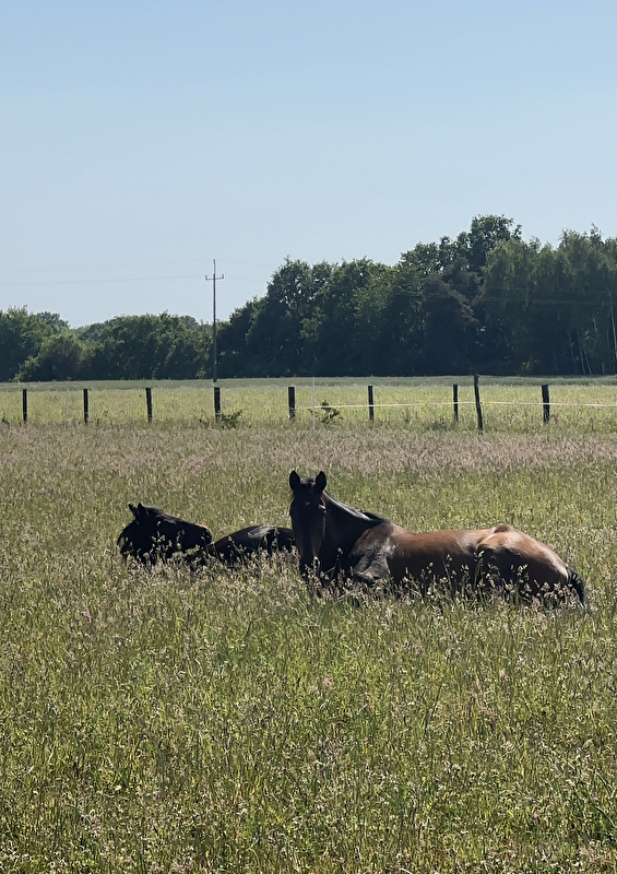 Stajnia King Horses - zdjęcie 4