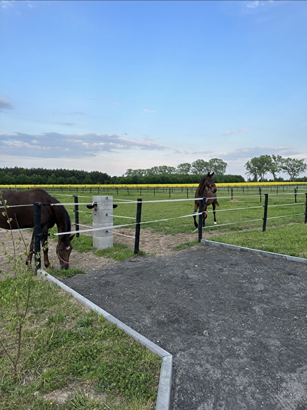 Stajnia King Horses - zdjęcie 5