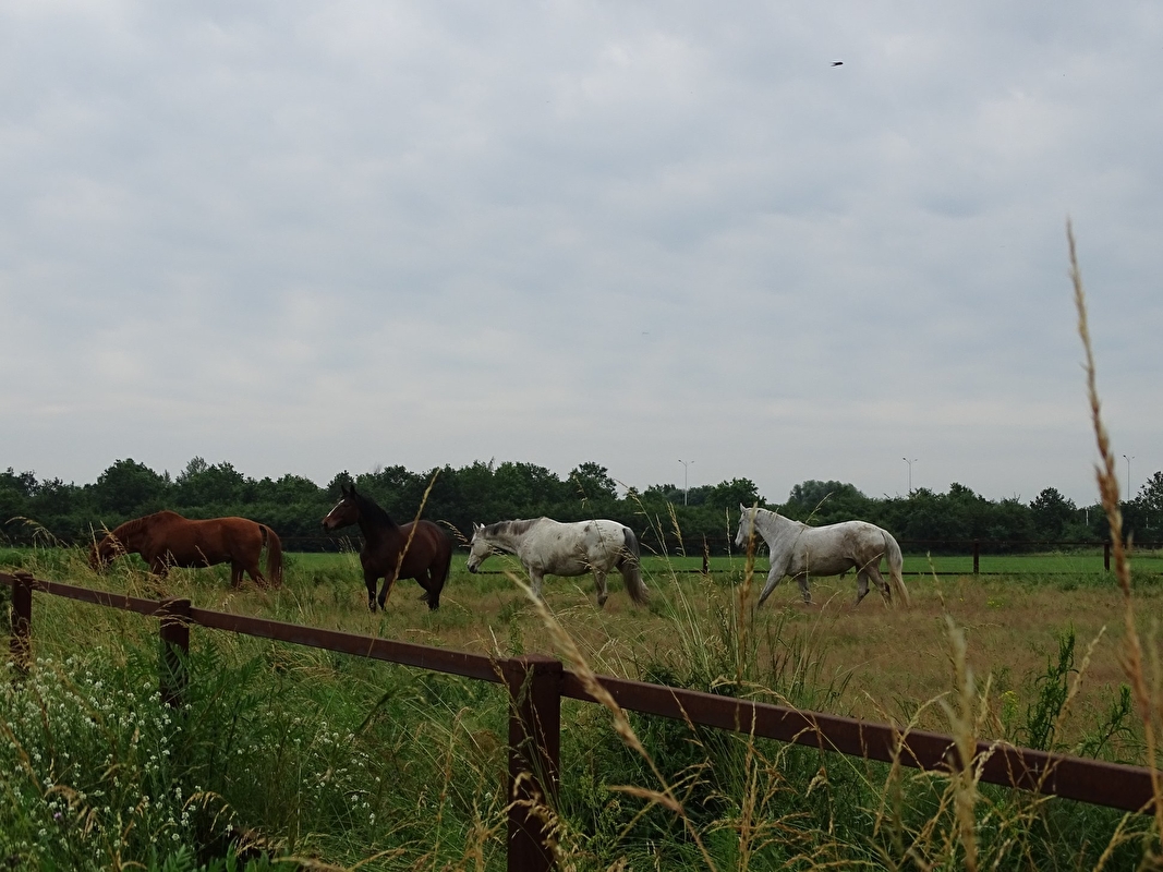 Stajnia Krzyżanowice - zdjęcie 15