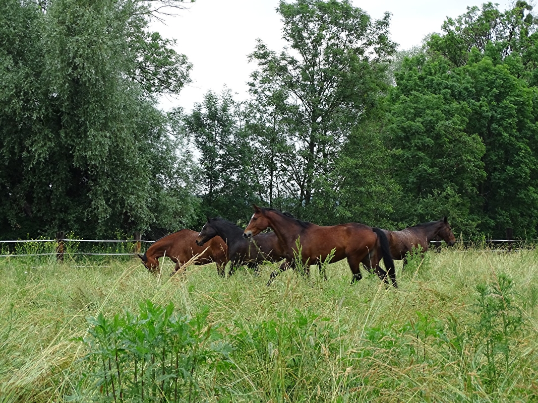 Stajnia Krzyżanowice - zdjęcie 18