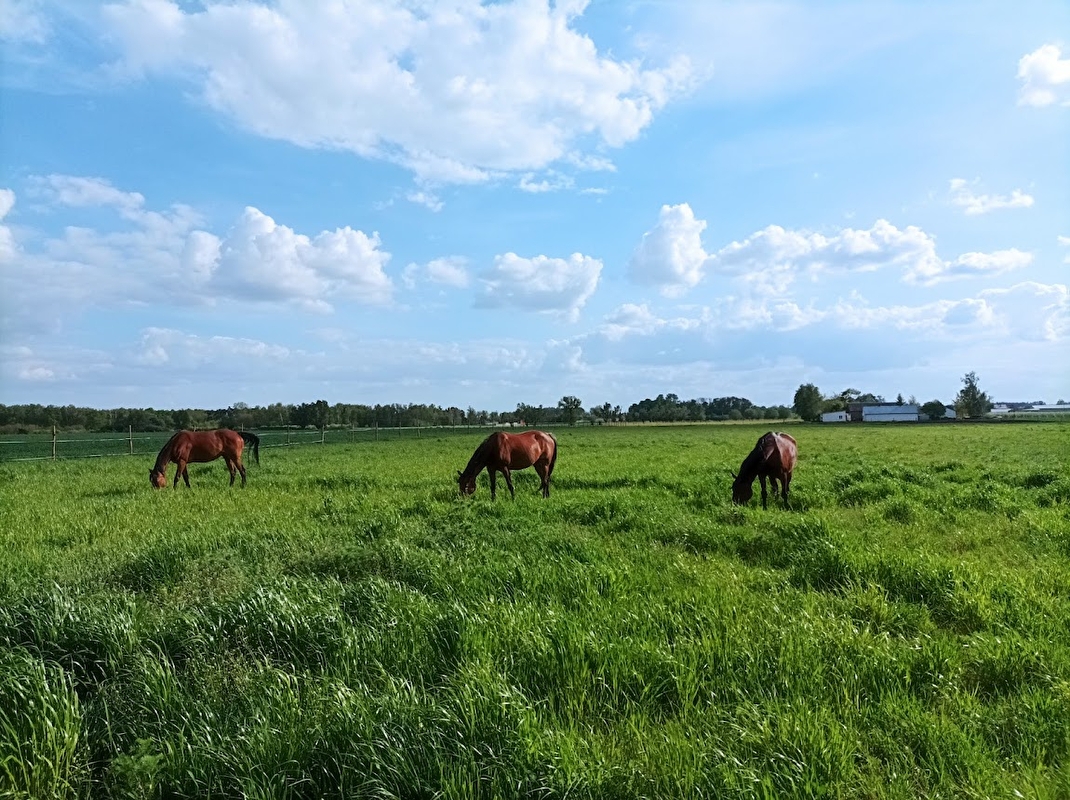 Equi Haven - Fizjoterapia i Behawiorystyka Koni - zdjęcie 2