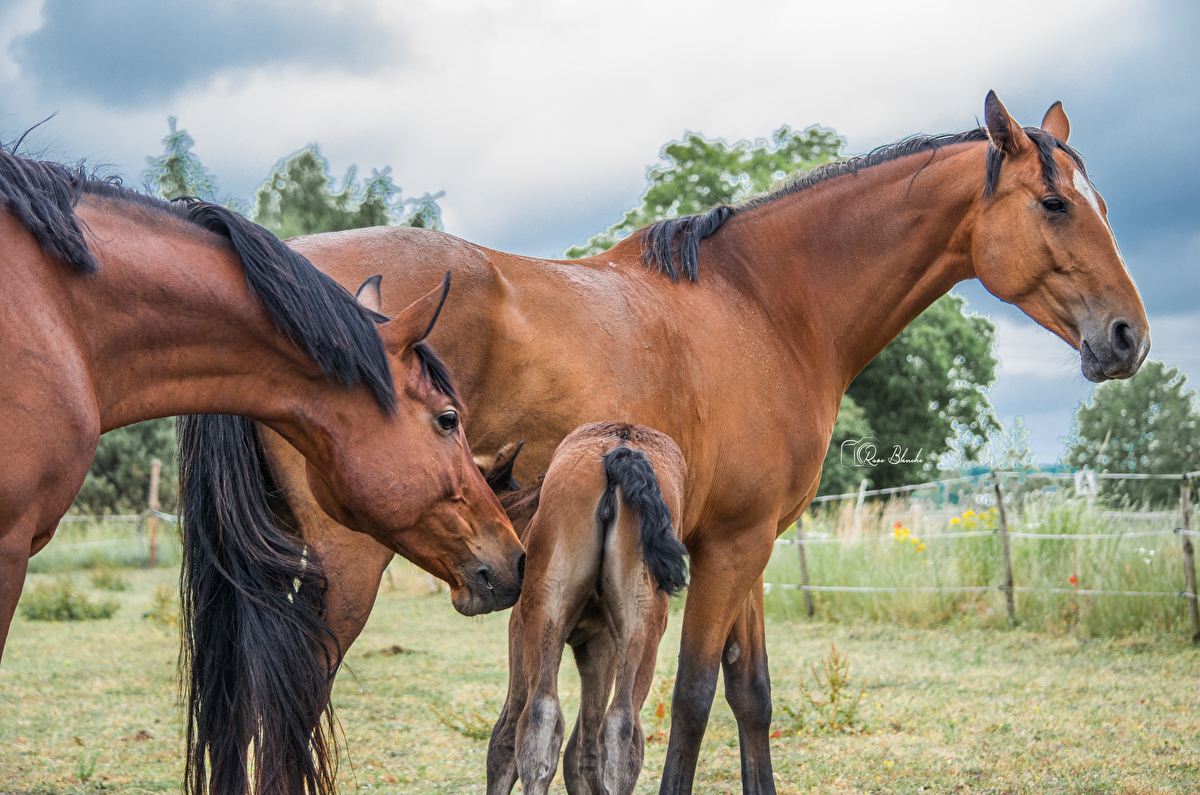 Equi Haven - Fizjoterapia i Behawiorystyka Koni - zdjęcie 4