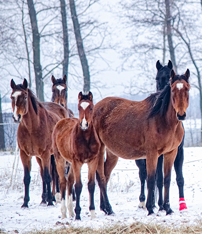 Equi Haven - Fizjoterapia i Behawiorystyka Koni - zdjęcie 5