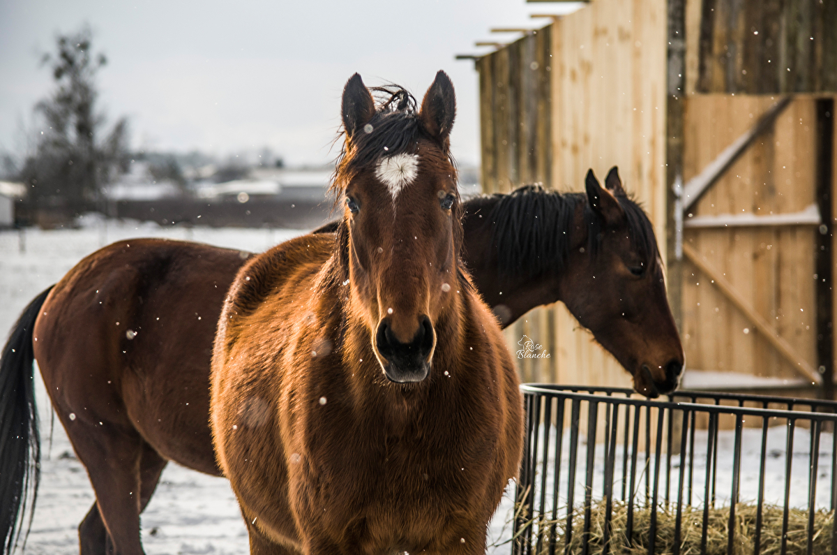 Equi Haven - Fizjoterapia i Behawiorystyka Koni - zdjęcie 10
