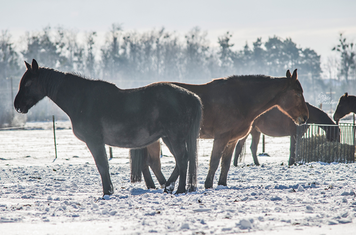 Equi Haven - Fizjoterapia i Behawiorystyka Koni - zdjęcie 11