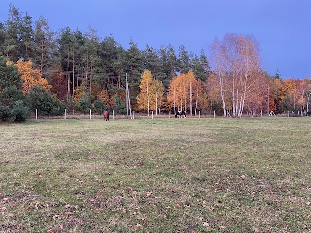 Stajnia "ARTEK" Kameralna Wolnowybiegowa - zdjęcie 3