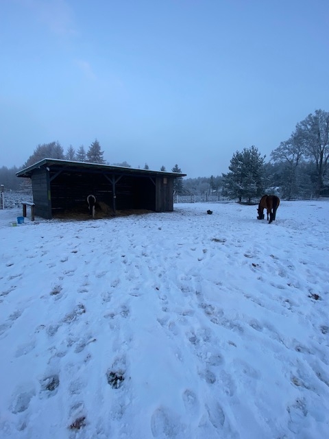 Stajnia "ARTEK" Kameralna Wolnowybiegowa - zdjęcie 5