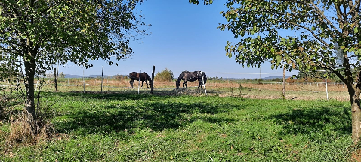 Stajnia Kępa Czernichów - zdjęcie 2