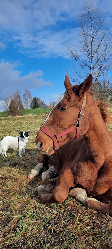 Stajnia Kępa Czernichów - zdjęcie 4
