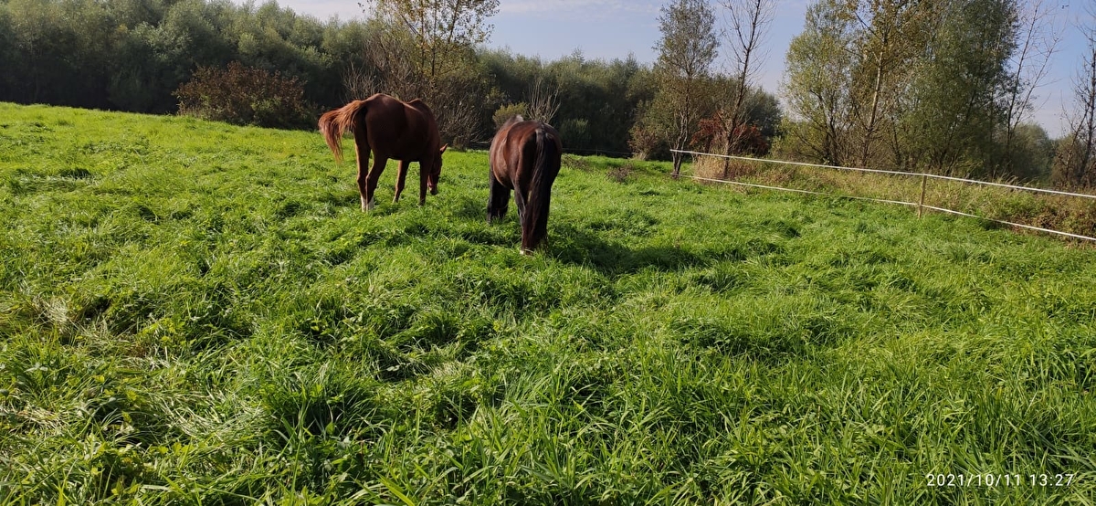 Stajnia Kępa Czernichów - zdjęcie 5