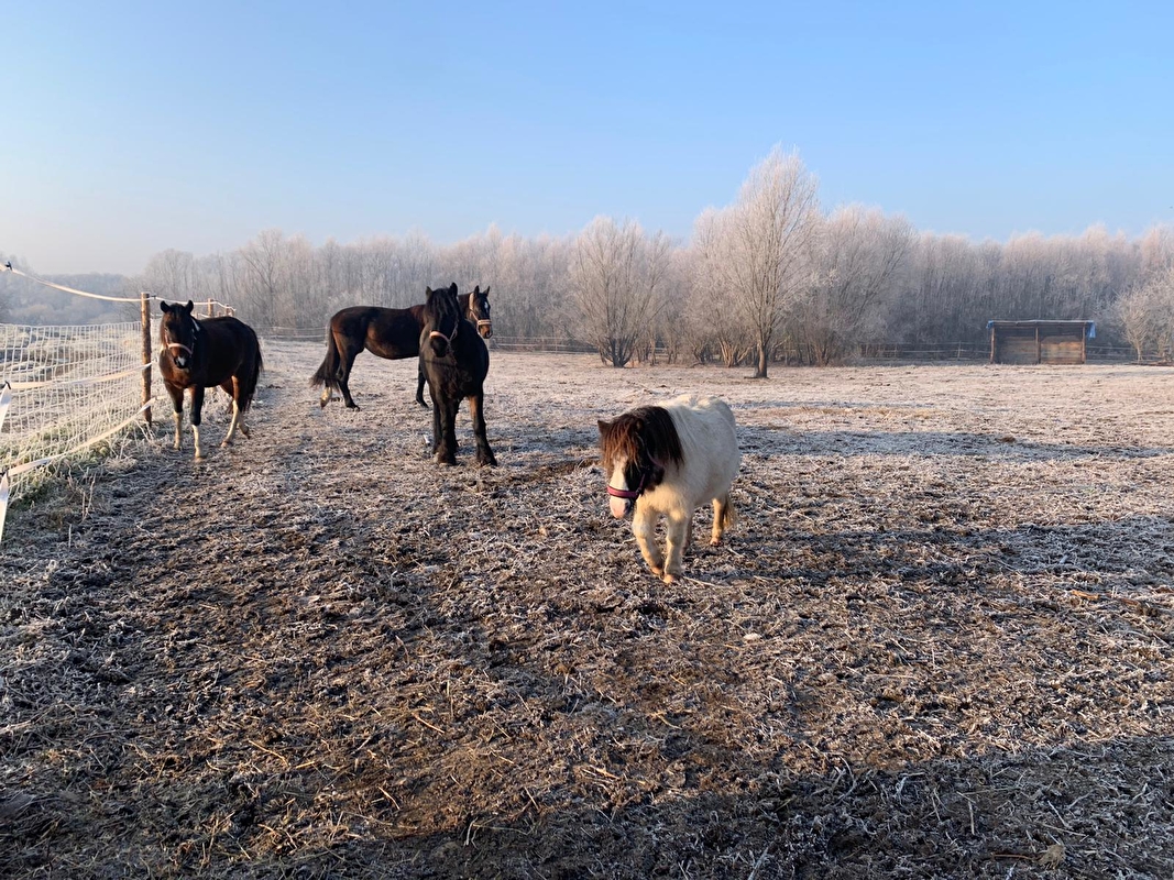 Stajnia Kępa Czernichów - zdjęcie 7