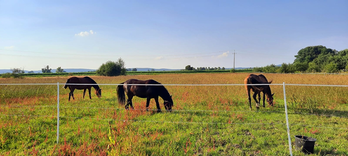 Stajnia Kępa Czernichów - zdjęcie 8