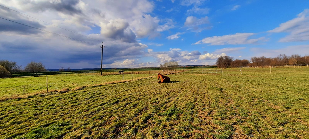 Stajnia Kępa Czernichów - zdjęcie 12