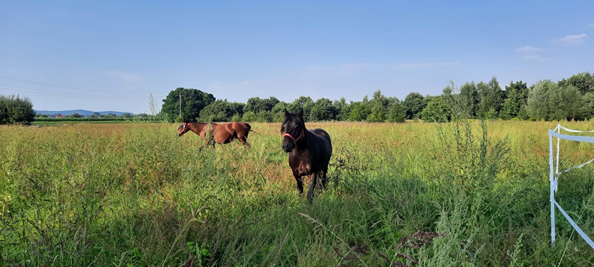 Stajnia Kępa Czernichów - zdjęcie 13