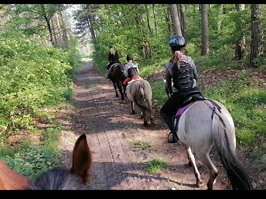 Stajnia Kartlewo - zdjęcie 5