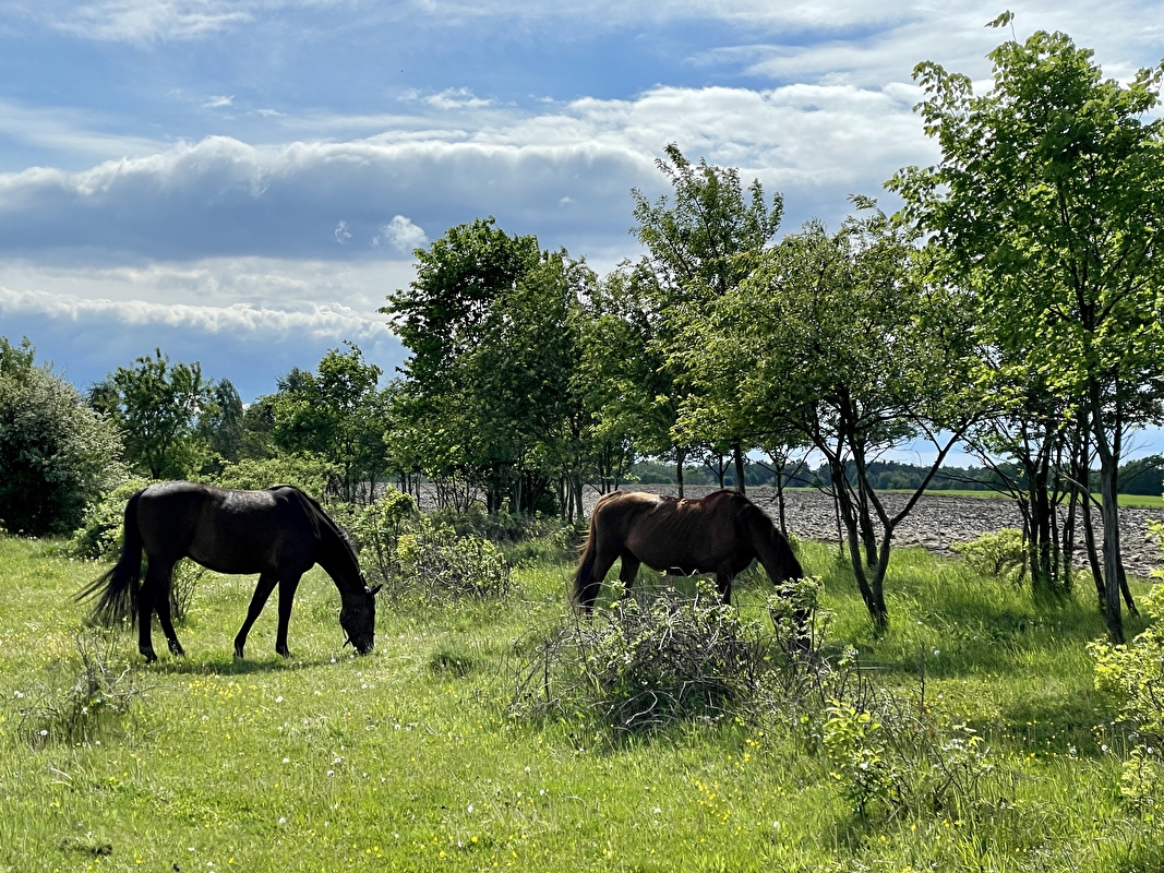 Stajnia JuNa wolnywybieg - zdjęcie 11