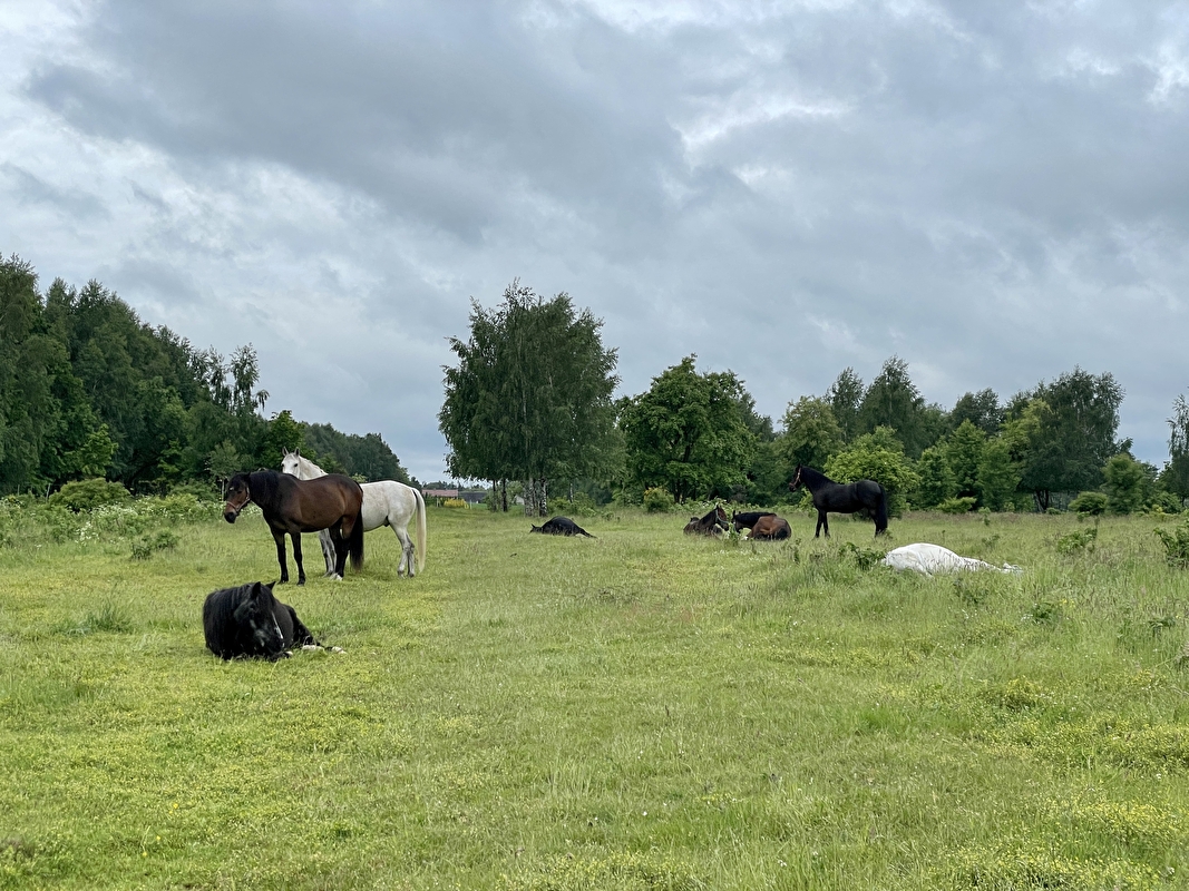 Stajnia JuNa wolnywybieg - zdjęcie 12