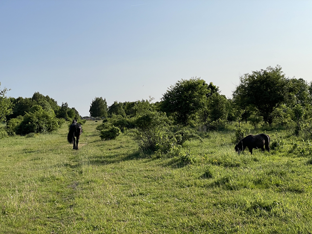 Stajnia JuNa wolnywybieg - zdjęcie 14