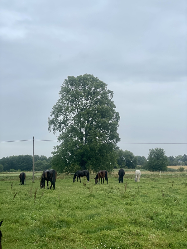 Stajnia JuNa wolnywybieg - zdjęcie 16