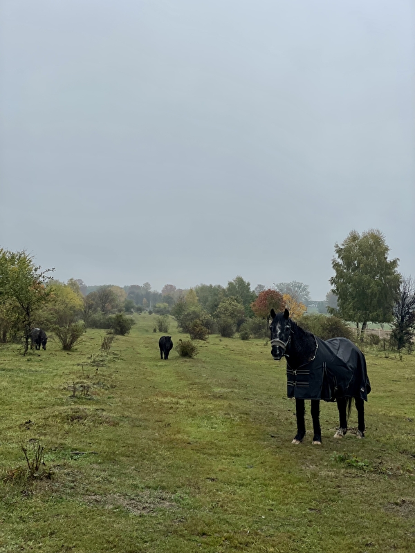 Stajnia JuNa wolnywybieg - zdjęcie 22