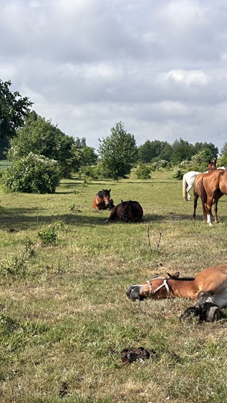 Stajnia JuNa wolnywybieg - zdjęcie 30
