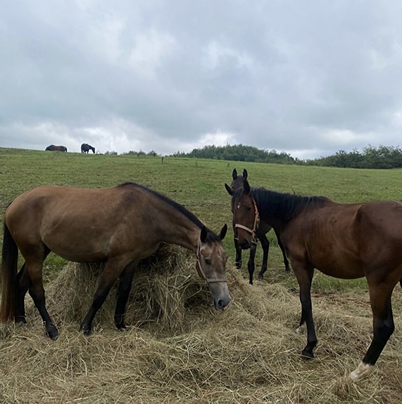 Stajnia Wolnowybiegowa HAPPY HORSE Sosnowagora - zdjęcie 1