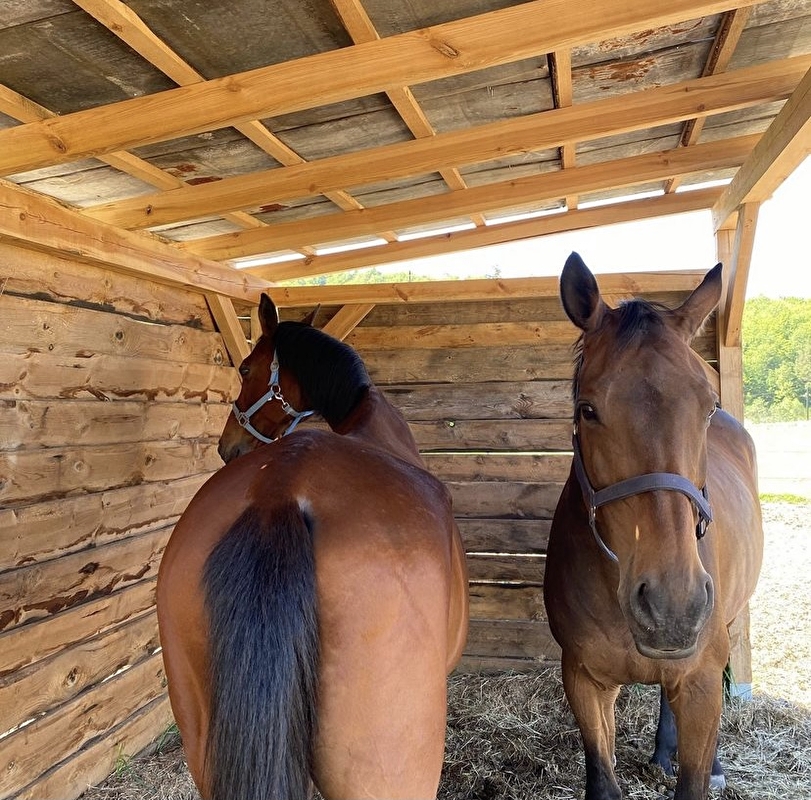 Stajnia Wolnowybiegowa HAPPY HORSE Sosnowagora - zdjęcie 2