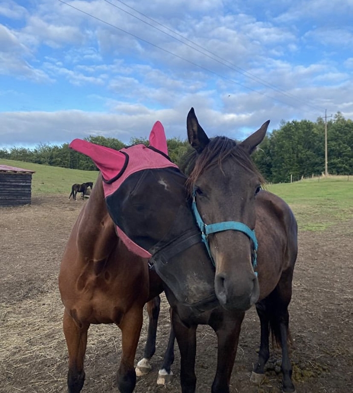 Stajnia Wolnowybiegowa HAPPY HORSE Sosnowagora - zdjęcie 3