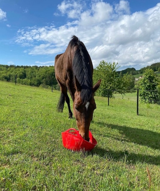 Stajnia Wolnowybiegowa HAPPY HORSE Sosnowagora - zdjęcie 4