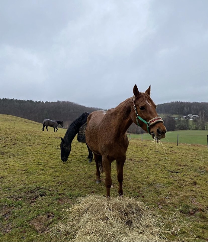 Stajnia Wolnowybiegowa HAPPY HORSE Sosnowagora - zdjęcie 5