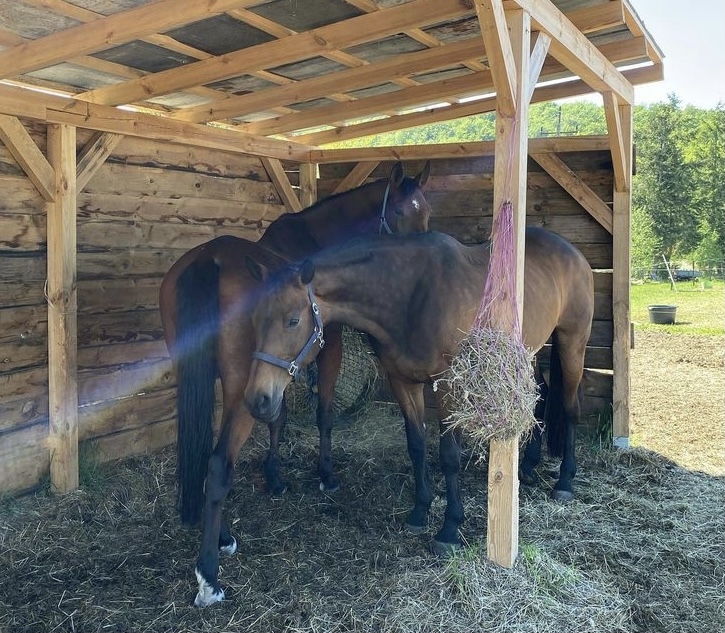 Stajnia Wolnowybiegowa HAPPY HORSE Sosnowagora - zdjęcie 6