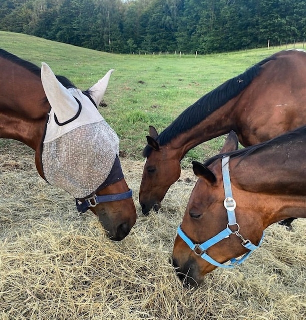 Stajnia Wolnowybiegowa HAPPY HORSE Sosnowagora - zdjęcie 9
