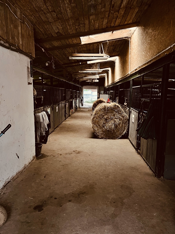 Stadnina Koni Dakar Kocmyrzów - zdjęcie 11