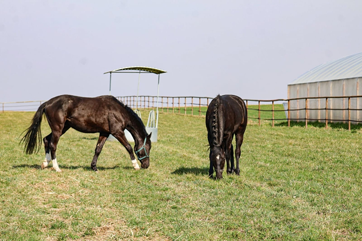 Strzelczyk Ranch - zdjęcie 1
