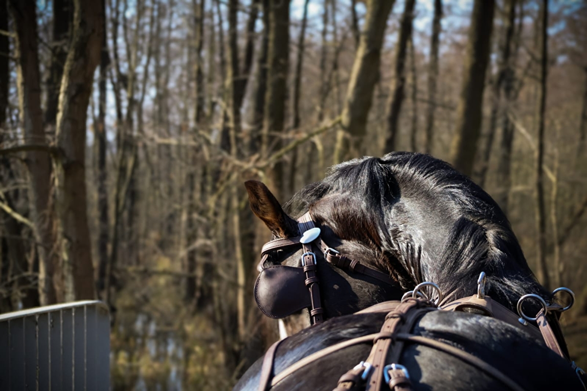 Strzelczyk Ranch - zdjęcie 4