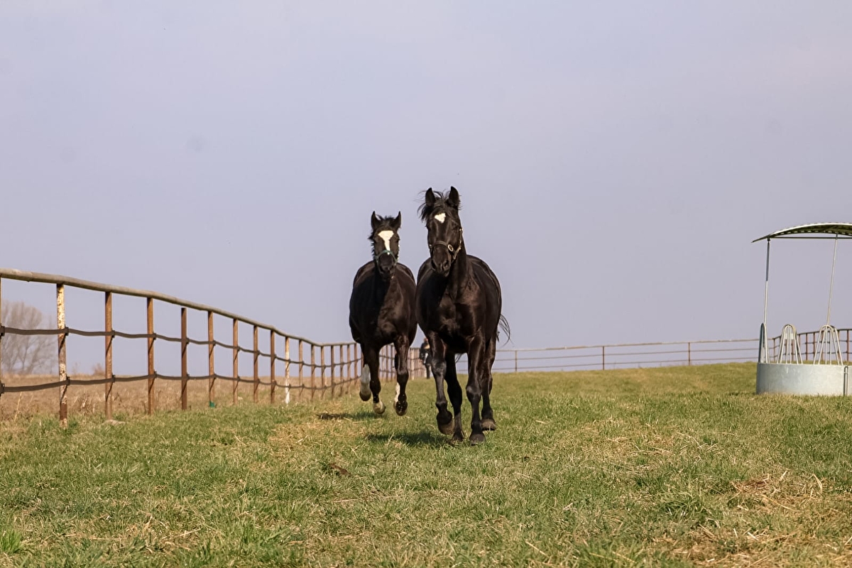 Strzelczyk Ranch - zdjęcie 6