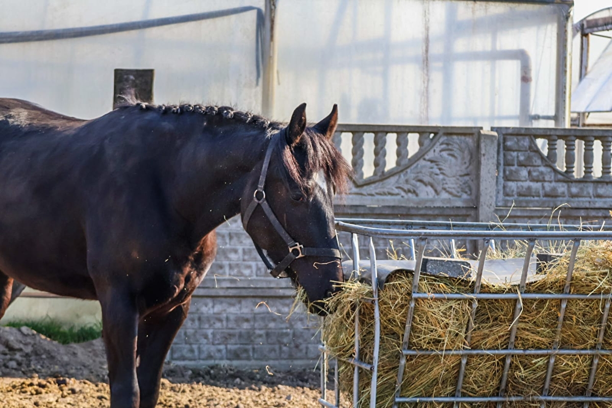 Strzelczyk Ranch - zdjęcie 8