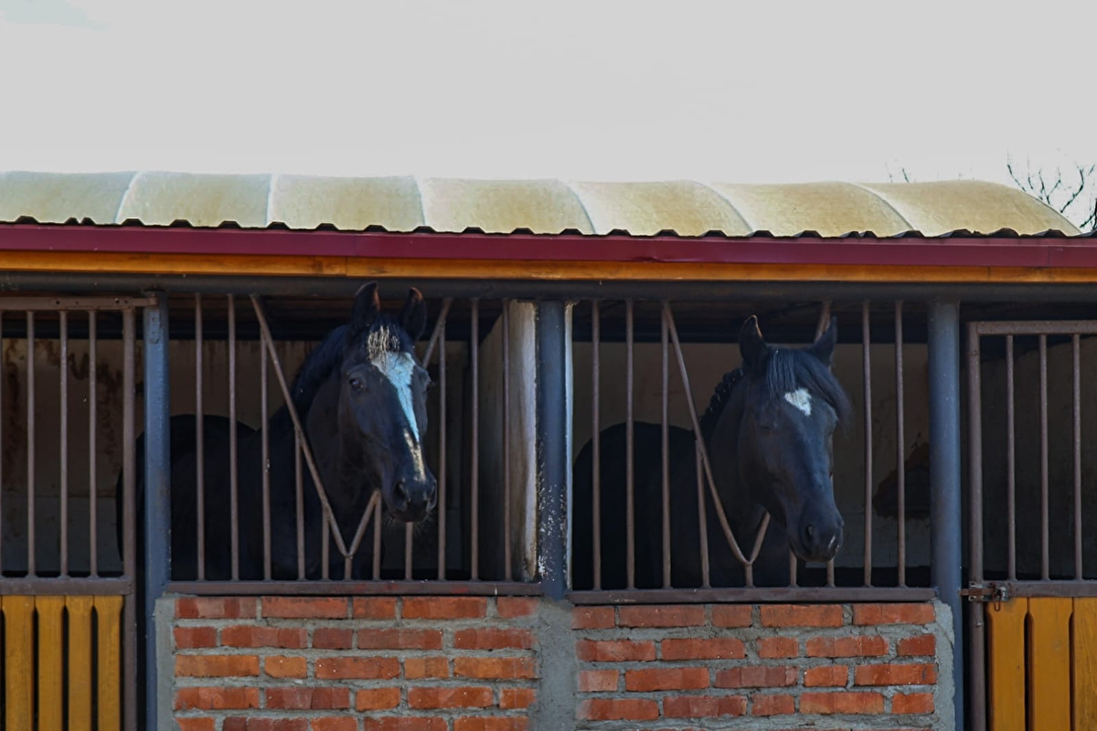 Strzelczyk Ranch - zdjęcie 9