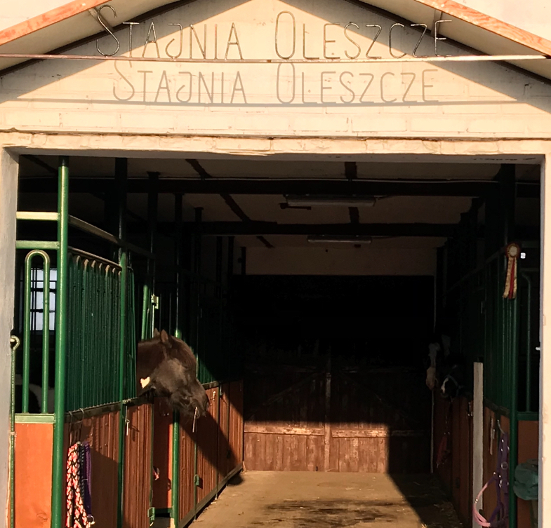 Stajnia Oleszcze - zdjęcie 8